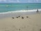 American Oystercatchers at South Beach in Miami.