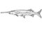 American Paddlefish or family Polyodontidae Freshwater Fish Cartoon Drawing