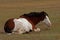 American Paint Horse with blue eyes lying and resting