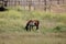 American Paint Horse - Broad Pinto Spotting - Distinguished Patterns of White and Dark Hair