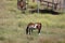 American Paint Horse - Broad Pinto Spotting - Distinguished Patterns of White and Dark Hair