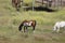 American Paint Horse - Broad Pinto Spotting - Distinguished Patterns of White and Dark Hair