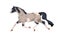 American Paint horse galloping. Stallion, equine animal running fast, movement, action pose. Spotted thoroughbred steed