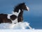 American Paint horse run gallop in winter