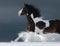 American Paint horse running gallop across winter snowy field