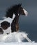 American Paint horse running gallop across a winter snowy field