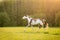 American Paint horse running on the green meadow