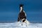 American Paint horse on snowfield. Front view.