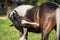 American Paint horse on the summer meadow