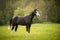 American Paint Horse walking on the summer meadow