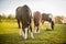 American Paint Horses grazing on the autumn meadow.