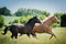 American Paint Horses running on the meadow