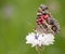 American Painted Lady butterfly