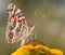 American Painted Lady butterfly