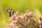 American painted lady butterfly on Mount Sunapee in New Hampshire