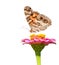 American Painted Lady feeding on a pink flower