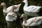 American pallid goose (American Buff goose)