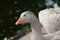 American pallid goose (American Buff goose)