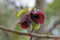 American pawpaw Asimina triloba, burgundy-red flower