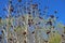American Pawpaw Asimina Triloba Tree -01
