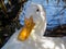 American Pekin Duck