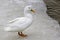 American Pekin Duck (anas platyrhynchos domestica)