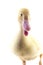 American Pekin Duckling