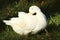 American Pekin

Domestic duck breed