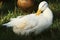 American Pekin

Domestic duck breed