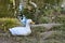 American Peking duck nesting in Golden Gate Park, 3.