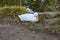 American Peking duck nesting in Golden Gate Park, 5.