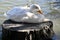 American Peking duck nesting in Golden Gate Park, 6.
