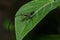 American Pelecinid Wasp - Pelecinus polyturator