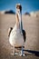 American pelican