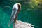 American pelican rests on post in Florida