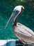 American pelican rests on post in Florida