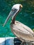 American pelican rests on post in Florida