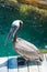 American pelican rests on post in Florida