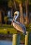 American pelican sits on pylon at sunset