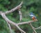 American Pigmy Kingfisher