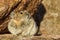 American Pika