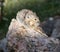 An American Pika catchiing some sun in the Rocky Mountains