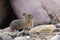 American Pika - Jasper National Park