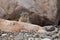 American Pika - Jasper National Park