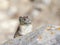 American pika on rock with grass in mouth in Canada