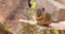 American Pika in Yellowstone National Park on Rocky Mountains.