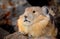 American Pikas are small mountain dwelling mammals