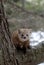 American Pine Marten