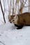 American Pine Marten   847058