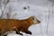 American Pine Marten   847068